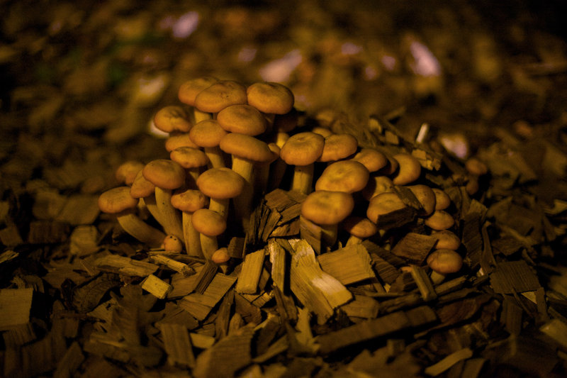 tagisu - tagtober - 1380945407-30693-221