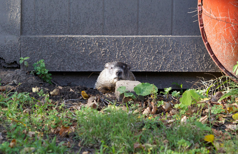 tagisu - tagtober - 1381029821-16213-806