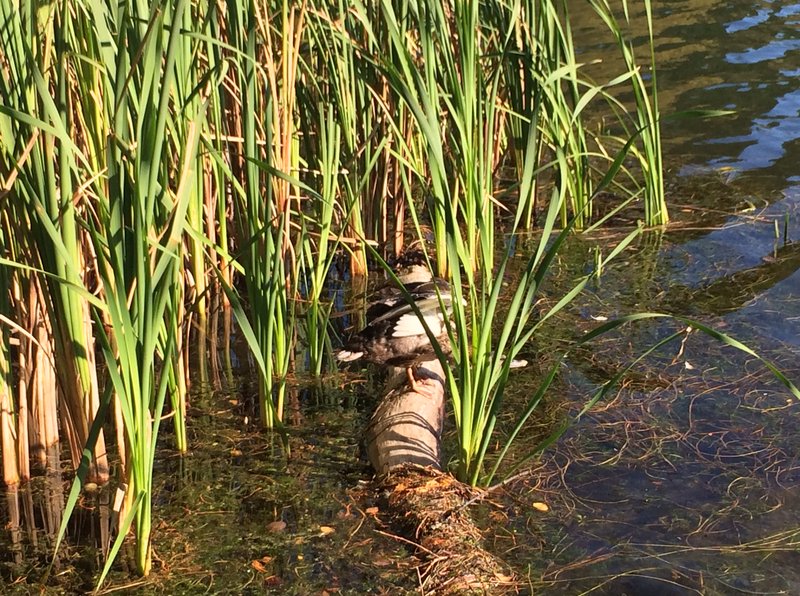 tagisu - tagtober - 1381095305-30067-360