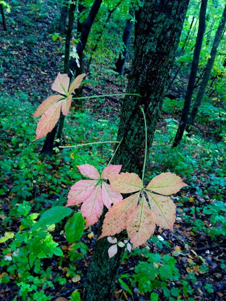 tagisu - tagtober - 1381443390-32015-788